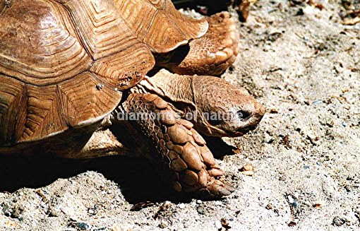 Sporenschildkröte / African Spurred Tortoise / Geochelone sulcata