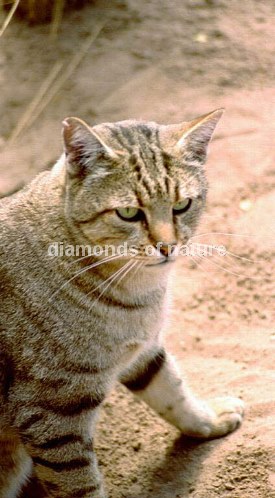 Afrikanische Falbkatze / African Wild Cat / Felis Lybica