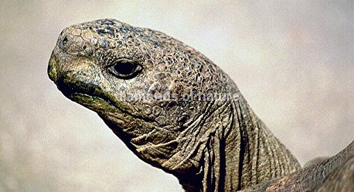 Afrikanische Schnabelbrustschildkröte / Angulate Tortoise / Chersina angulata