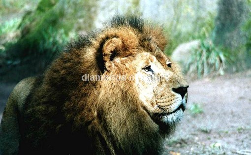 Asiatischer Löwe / Asian Lion / Panthera leo