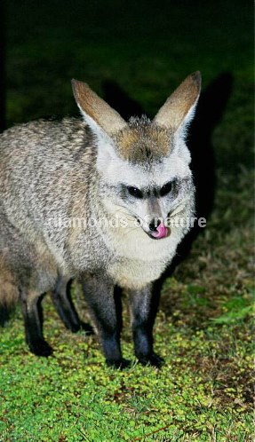 Löffelhund / Bat-eared Fox / Otocyon megalotis
