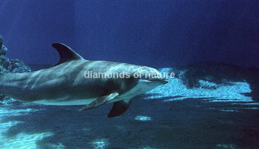 Delphin / Dolphin / Tursiops