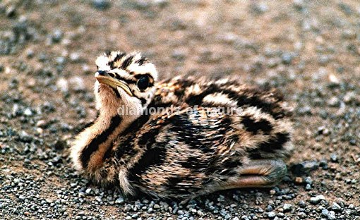 Schopffrankolin / Crested Francolin / Francolinus sephaena