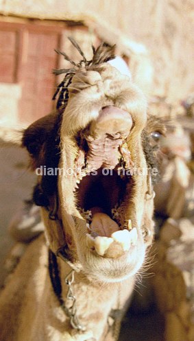 Dromedar / Dromedary Camel / Camelus dromedarius