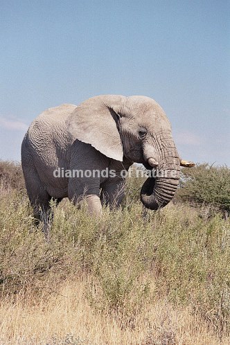 Afrikanischer Elefant / African elefant / Loxodonta africana