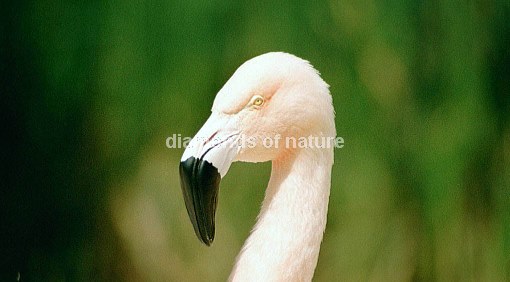 Rosaflamingo / Greater Flamingo / Phoenicopterus ruber