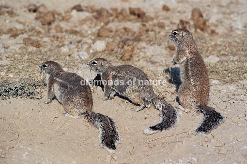 Erdhörnchen / Ground Squirrel / Xerus inauris