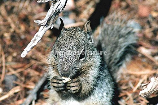 Ziesel / Ground Squirrel / Spermophilus