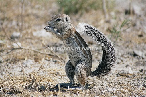 Erdhörnchen / Ground Squirrel / Xerus inauris