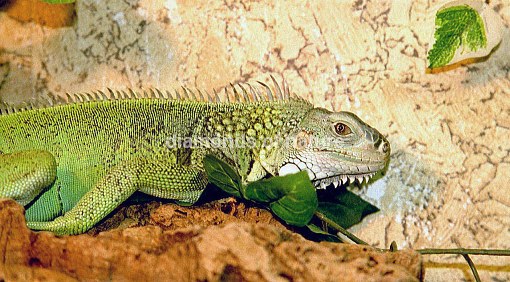 Grüner Leguan / Green Iguana / Iguana iguana