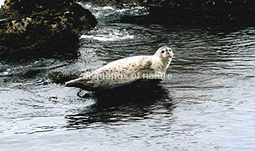 Seehund / Harbour Seal / Phoca vitulina