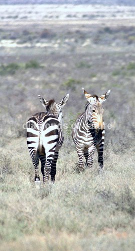 Hartmann´s Bergzebra / Hartmann´s Mountain Zebra / Equus zebra
