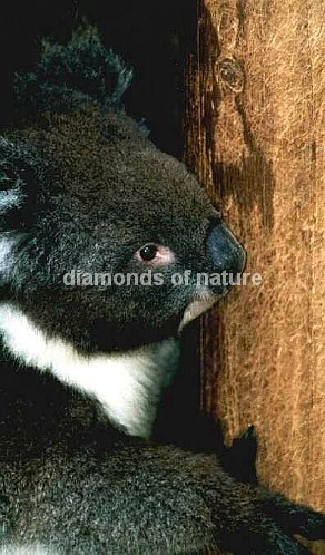 Aschgrauer Beutelbär / Koala / Phascolarctos cinereus