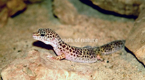 Leopardgecko / Leopard Gecko / Eublepharis macularius