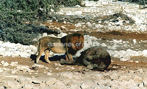 Afrikanischer Löwe und totes Nashorn / African Lion and dead Rhinoceros / Panthera Leo et Diceros bicornis