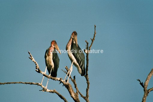 Marabu / Marabou Stork / Leptoptilos crumeniferus