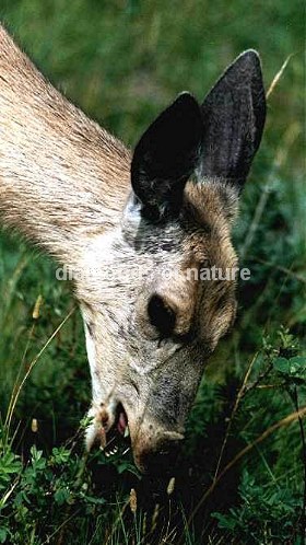 Maultierhirsch / Mule Deer / Odocoileus hemionus