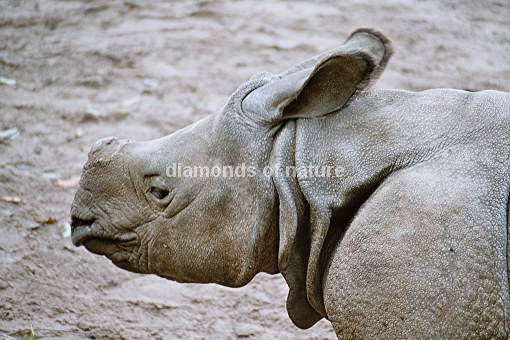 Panzernashorn / Indian Rhinoceros / Rhinoceros unicornis
