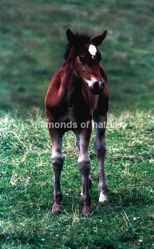 Pferd / Horse / Equus caballus
