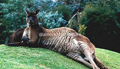 Rotes Riesenkänguruh / Red Kangaroo / Macropus rufus