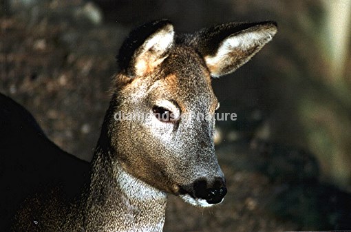 Rehwild / Roe Deer / Capreolus capreolus