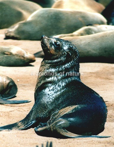 Südafrikanischer Seebär / Cape Fur Seal / Arctocephalus pusillus
