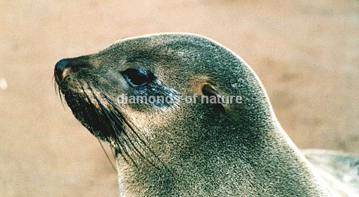 Südafrikanischer Seebär / Cape Fur Seal / Arctocephalus pusillus