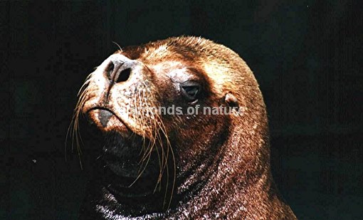 Mähnenrobbe / South American Sea Lion / Otaria byronia