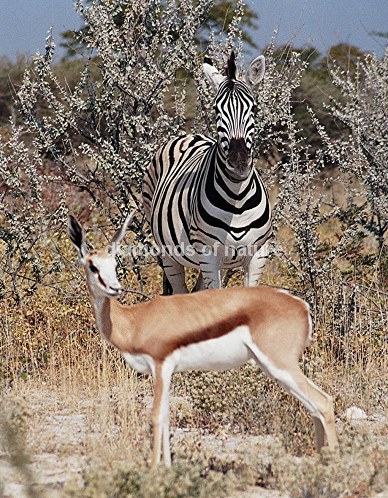 Springbock und Steppenzebra / Springbok Antelope and Burchell´s Zebra / Antidorcas marsupialis et Equus burchellii