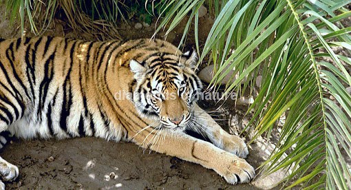 Königstiger / Royal Bengal Tiger / Panthera tigris tigris