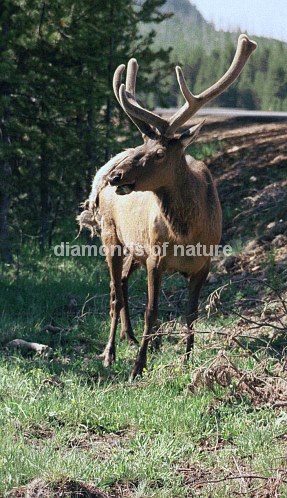 Wapiti / Elk / Cervus elaphus