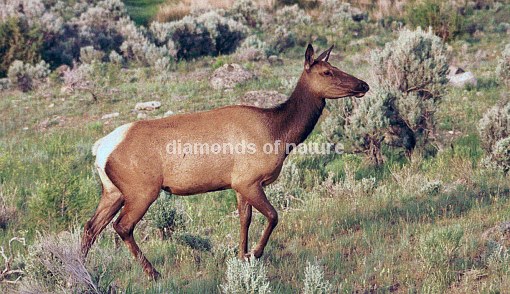 Wapiti / Elk / Cervus elaphus