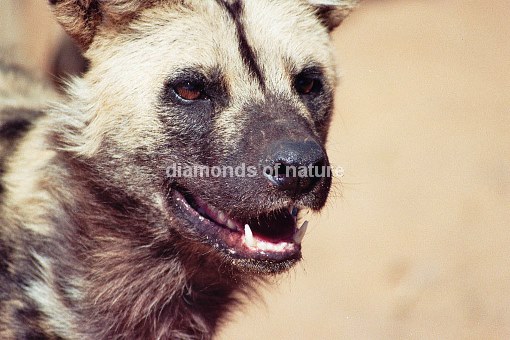 Afrikanischer Wildhund / African Wild Dog / Lycaon pictus