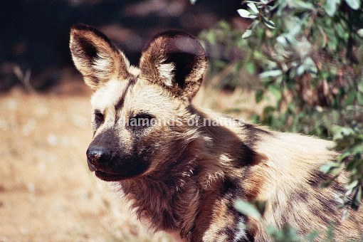 Afrikanischer Wildhund / African Wild Dog / Lycaon pictus