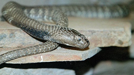 Zebraschlange / Western Barred Spitting Cobra / Naja nigricollis nigricincta