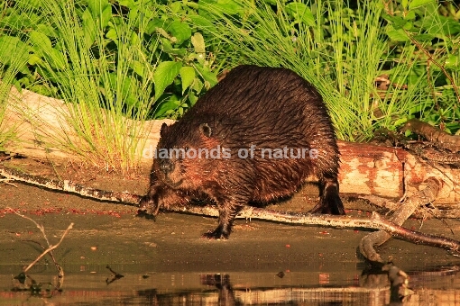 Kanadischer Biber / American Beaver / Castor canadensis