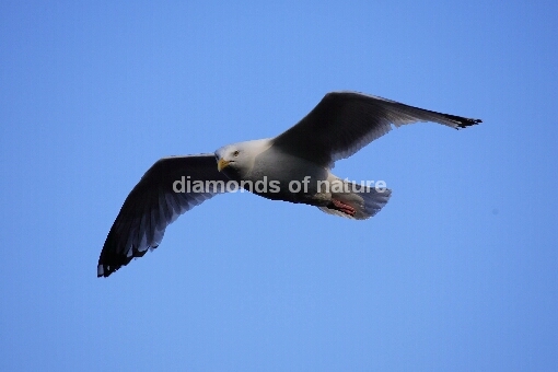 Silbermöwe / Herring Gull / Larus argentatus