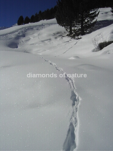 Spuren im Schnee / Traces in the Snow