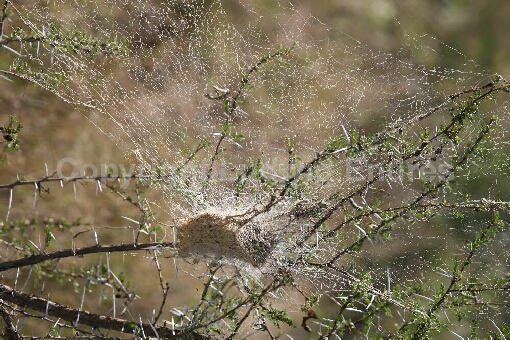 Spinnennetz / Spider´s web