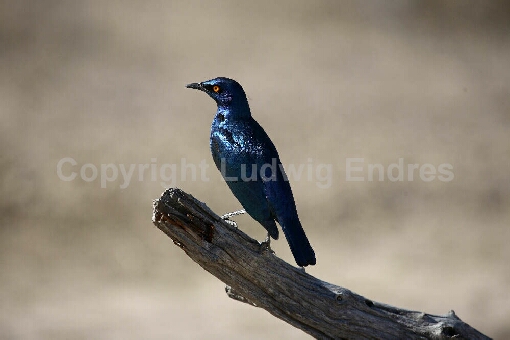 Grünschwanz-Glanzstar / Greater blue-eared glossy starling / Lamprotornis chalybaeus