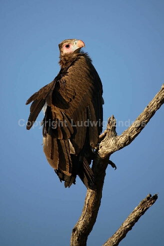 Wollkopfgeier / White-headed Vulture / Trigonoceps occipitalis