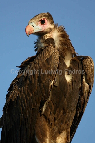 Wollkopfgeier / White-headed Vulture / Trigonoceps occipitalis