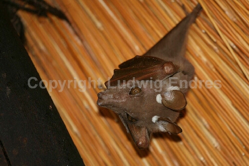 Wahlberg-Epaulettenflughund / Wahlberg's Epauletted Fruit Bat / Epomophorus wahlbergi