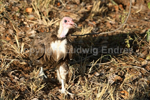 Kappengeier / Hooded Vulture / Necrosyrtes manachus