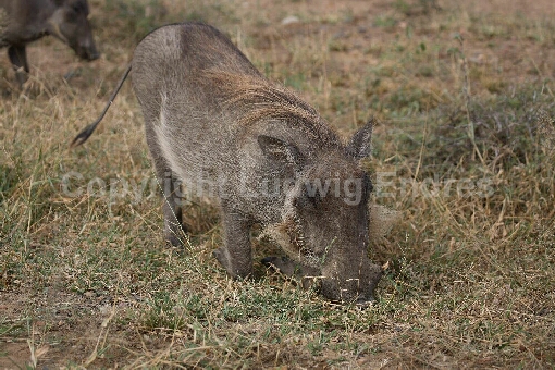 Warzenschwein / Warthog / Phacochoerus africanus