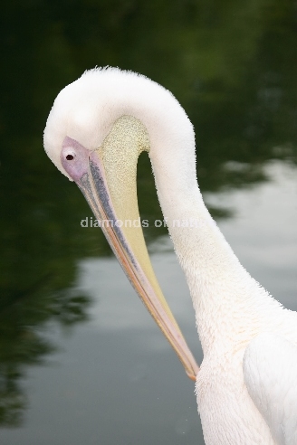 Rosapelikan / White Pelican / Pelecanus onocrotalus