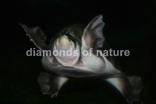 Papua-Weichschildkröte / Pig-nosed Turtle / Carettochelys insculpta