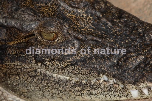 Leistenkrokodil / Saltwater Crocodile / Crocodylus porosus