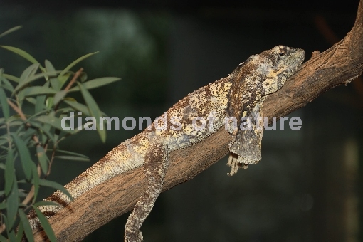 Kragenechse / Frill-necked Lizard / Chlamydosaurus kingii