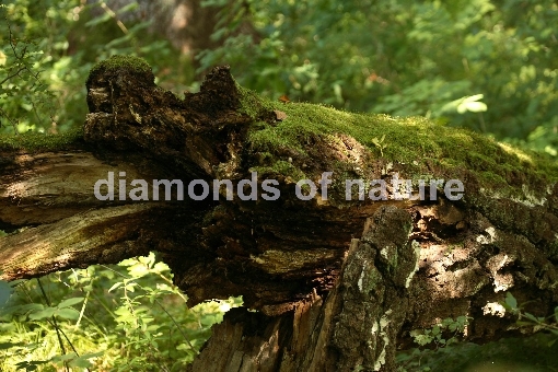 Baumstamm / Tree-trunk